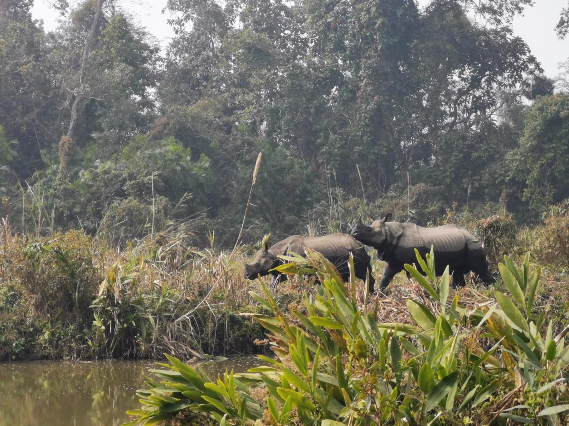 Bamby Chilling House - Feel The Nature Sauraha Bagian luar foto