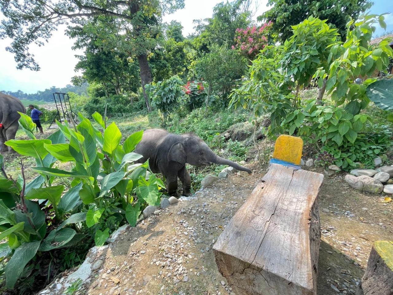 Bamby Chilling House - Feel The Nature Sauraha Bagian luar foto